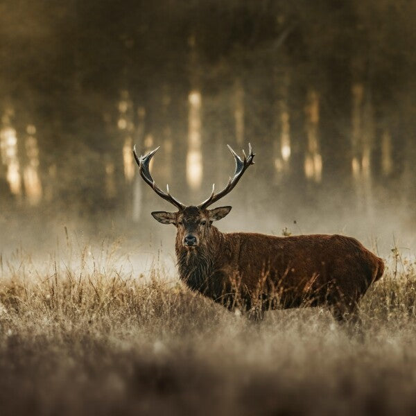 Print "The Monarch"