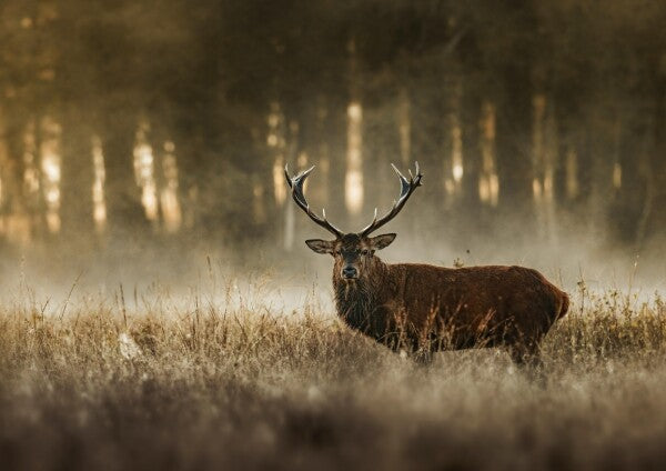 Print "The Monarch"