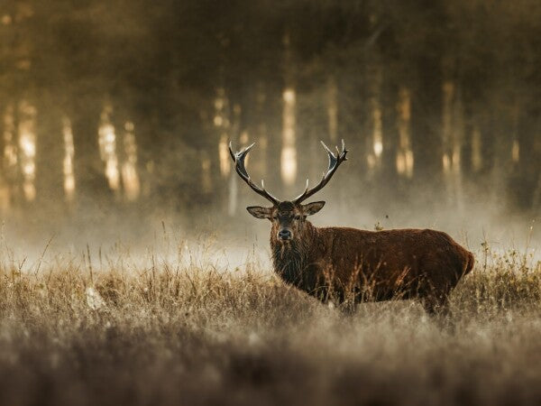 Print "The Monarch"