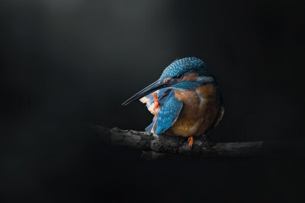 Print "Azure Silence"