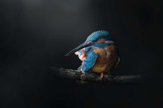 Print "Azure Silence"