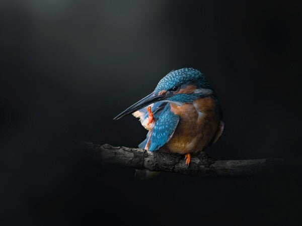 Print "Azure Silence"