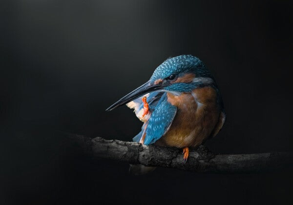 Print "Azure Silence"