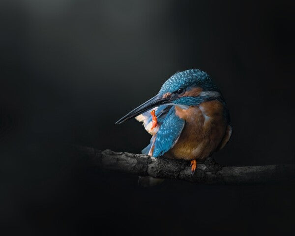Print "Azure Silence"