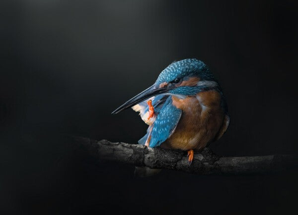 Print "Azure Silence"