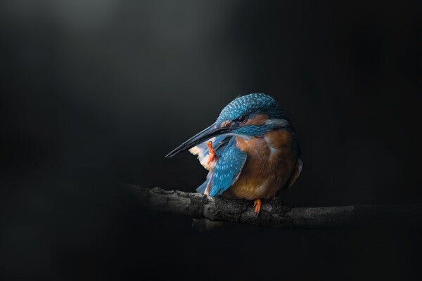 Print "Azure Silence"