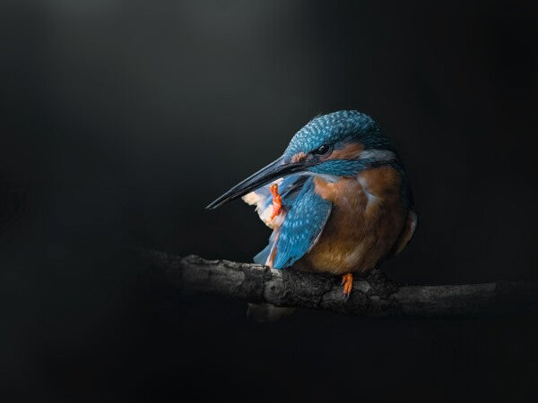 Print "Azure Silence"