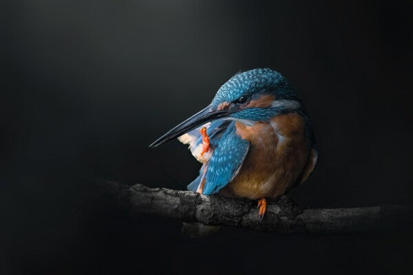 Print "Azure Silence"