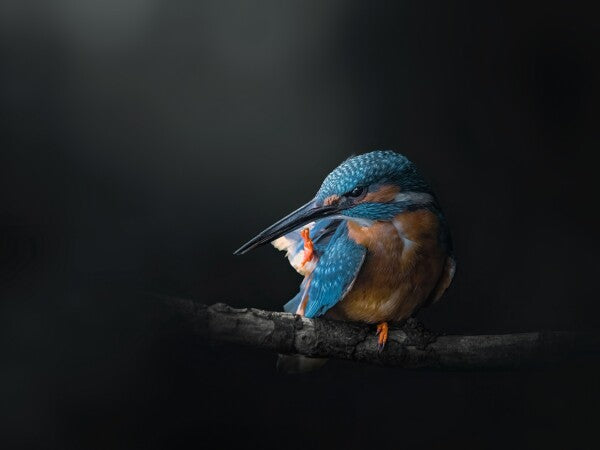 Print "Azure Silence"