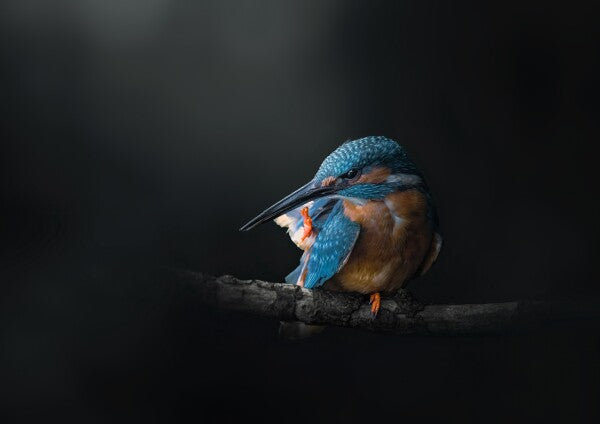 Print "Azure Silence"