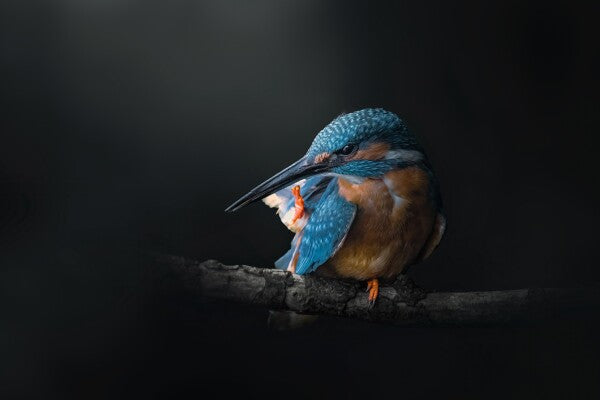 Print "Azure Silence"