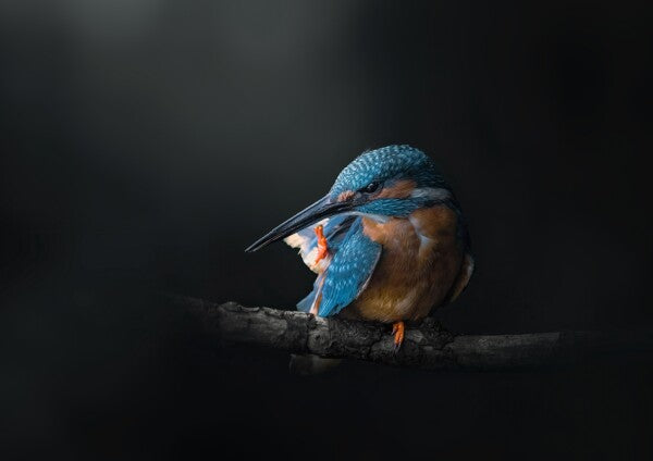 Print "Azure Silence"