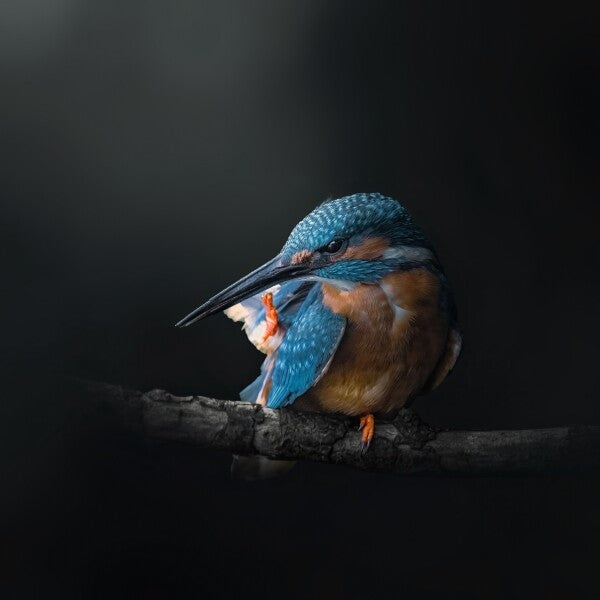 Print "Azure Silence"