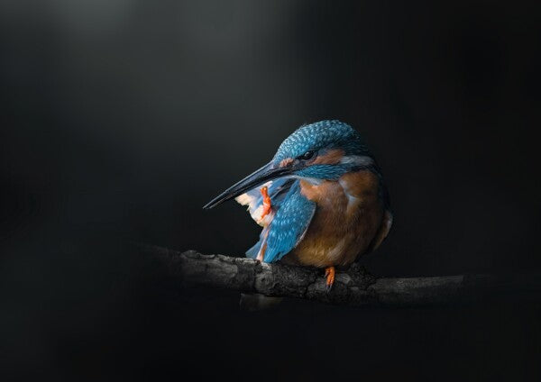 Print "Azure Silence"
