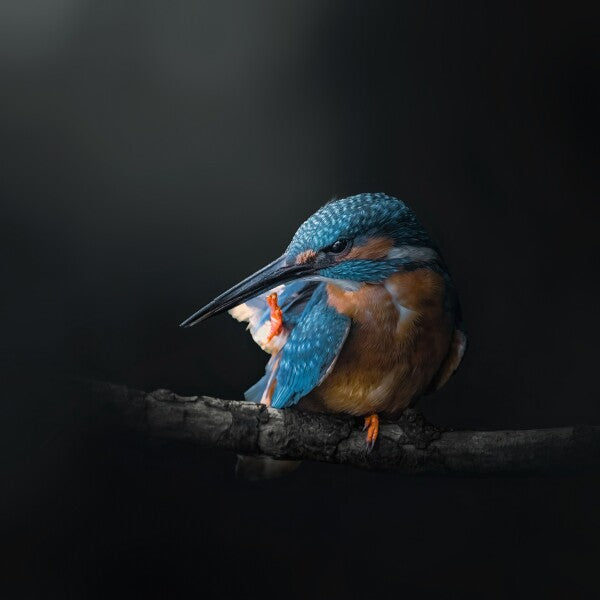 Print "Azure Silence"