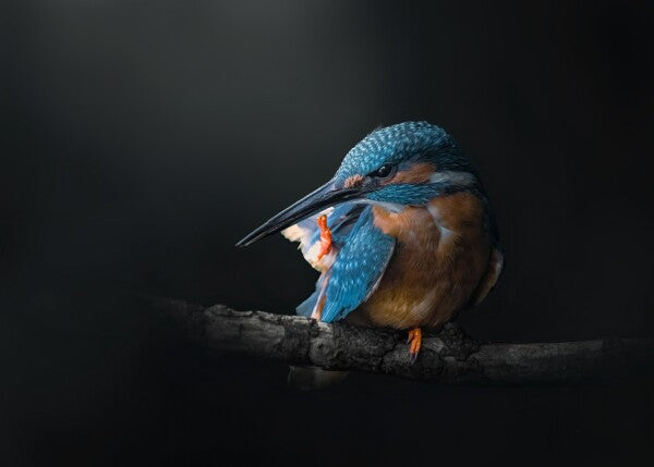 Print "Azure Silence"