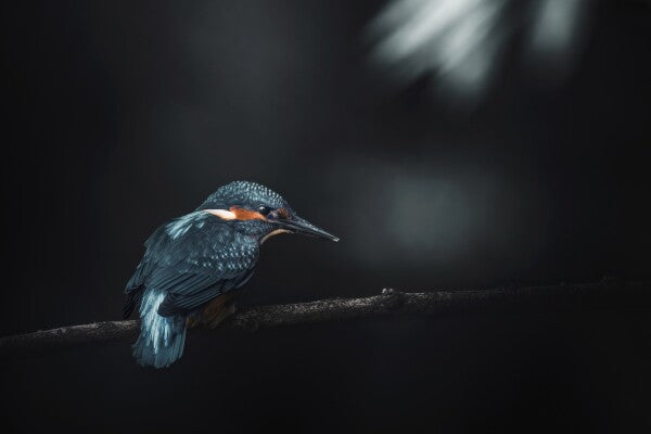 Print "Into the Blue"