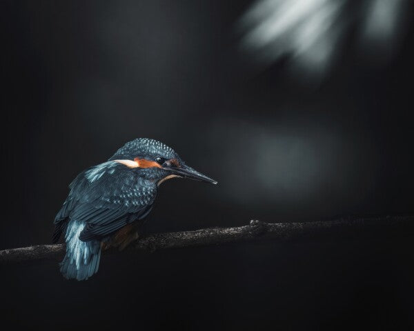 Print "Into the Blue"