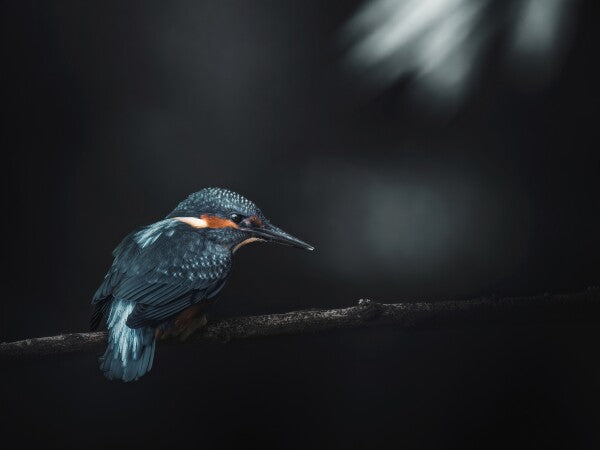 Print "Into the Blue"