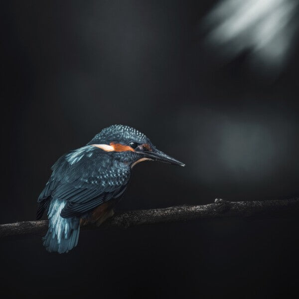 Print "Into the Blue"