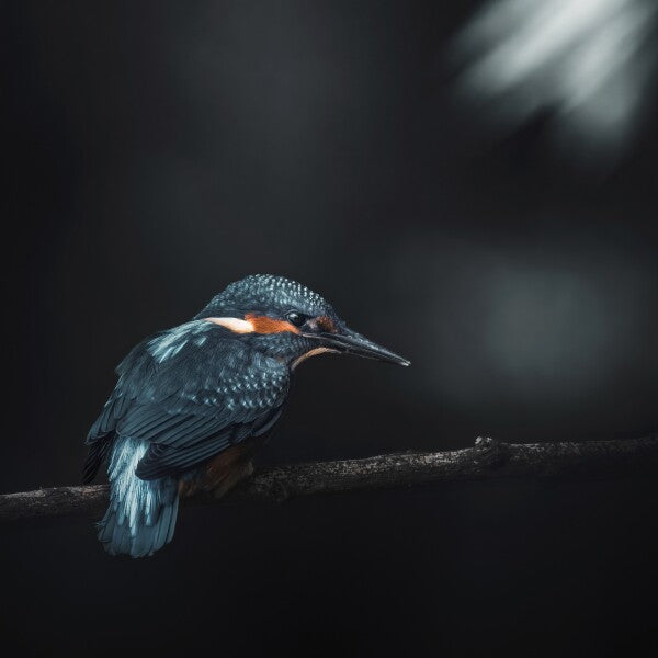 Print "Into the Blue"