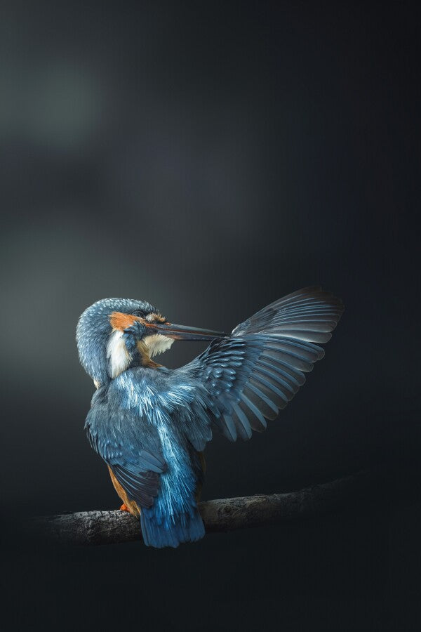 Print "Wings of Blue"
