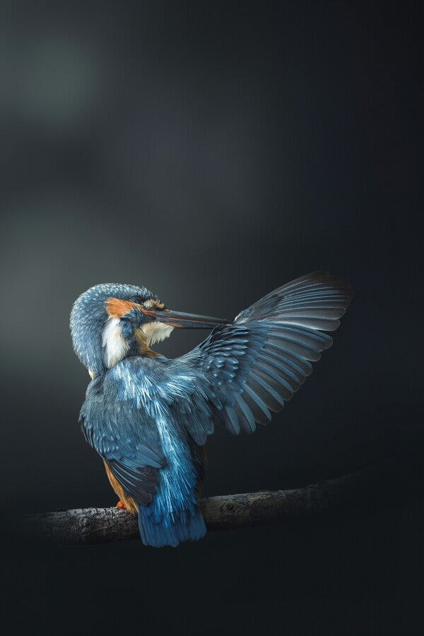 Print "Wings of Blue"