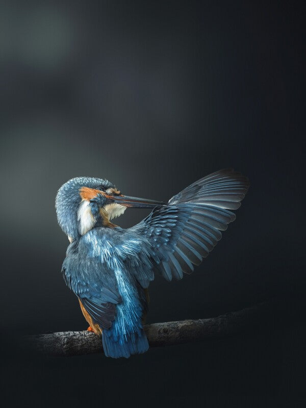 Print "Wings of Blue"