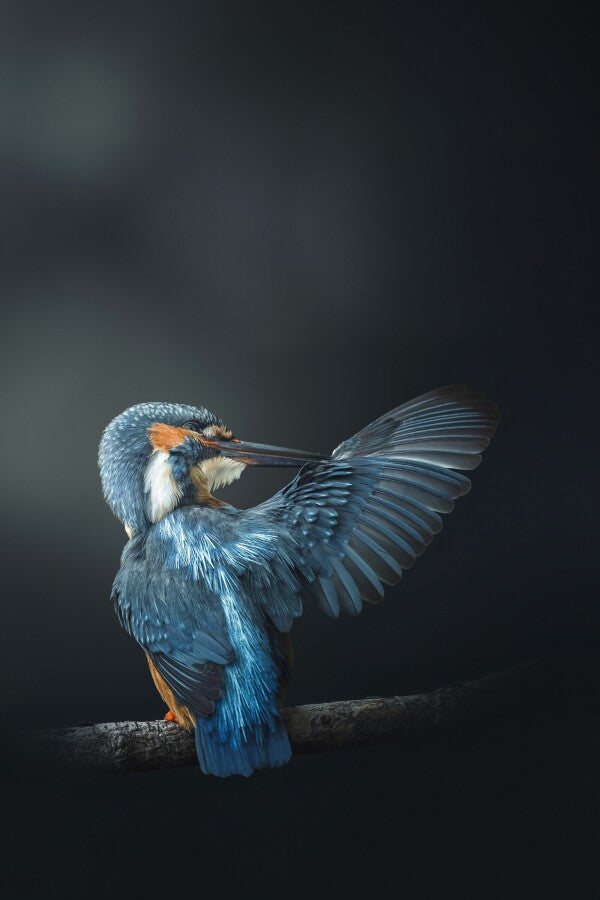 Print "Wings of Blue"