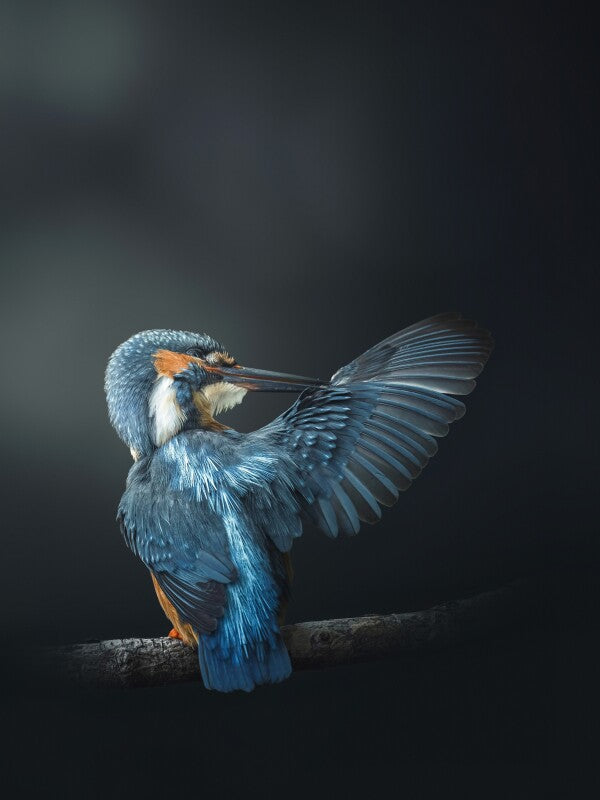 Print "Wings of Blue"