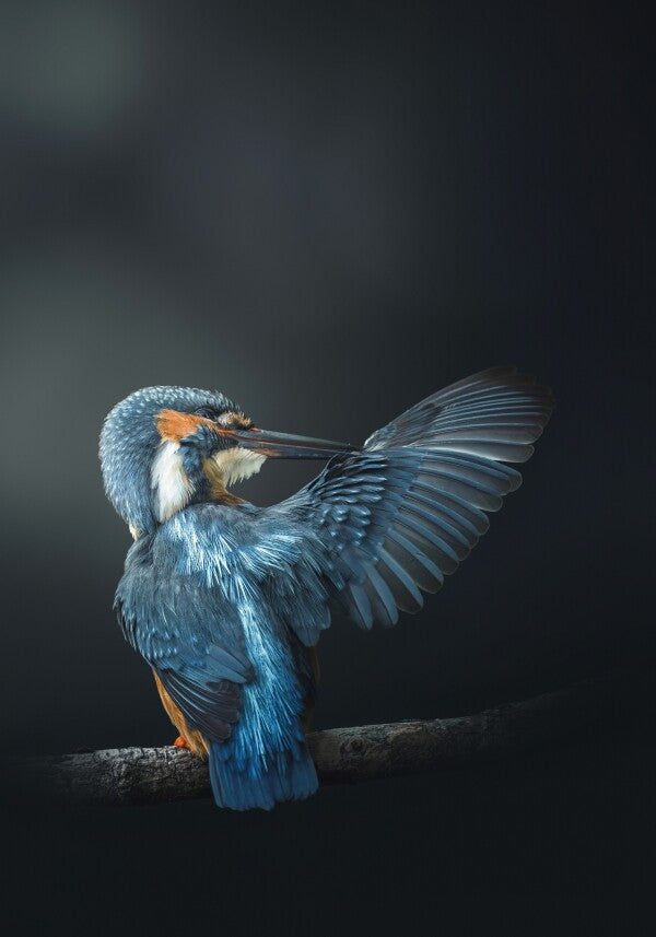 Print "Wings of Blue"