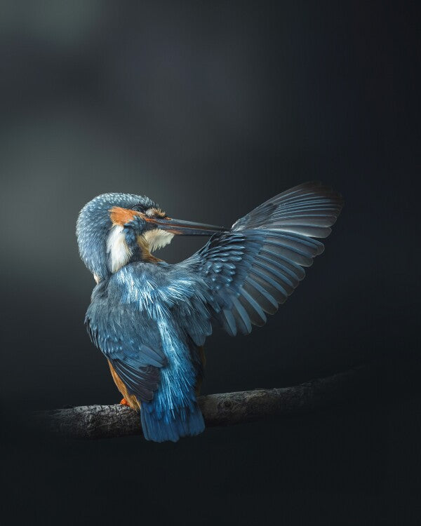 Print "Wings of Blue"