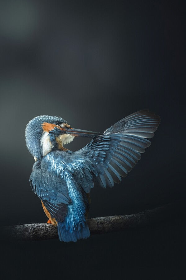 Print "Wings of Blue"