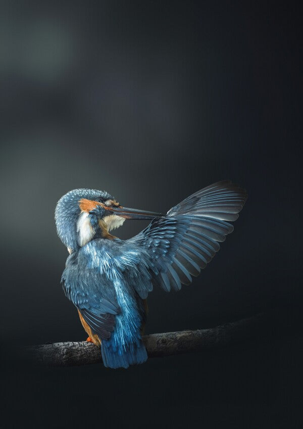 Print "Wings of Blue"