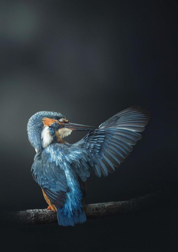 Print "Wings of Blue"