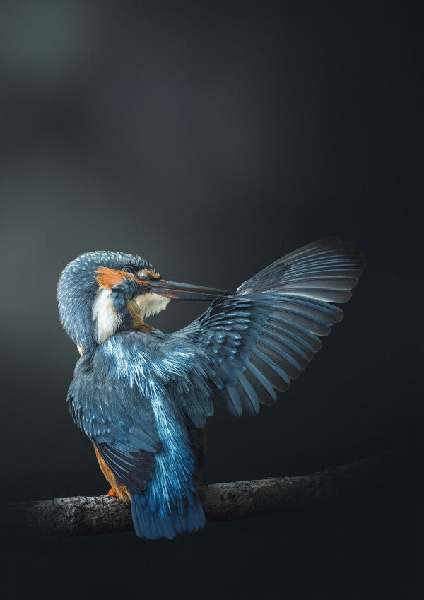 Print "Wings of Blue"