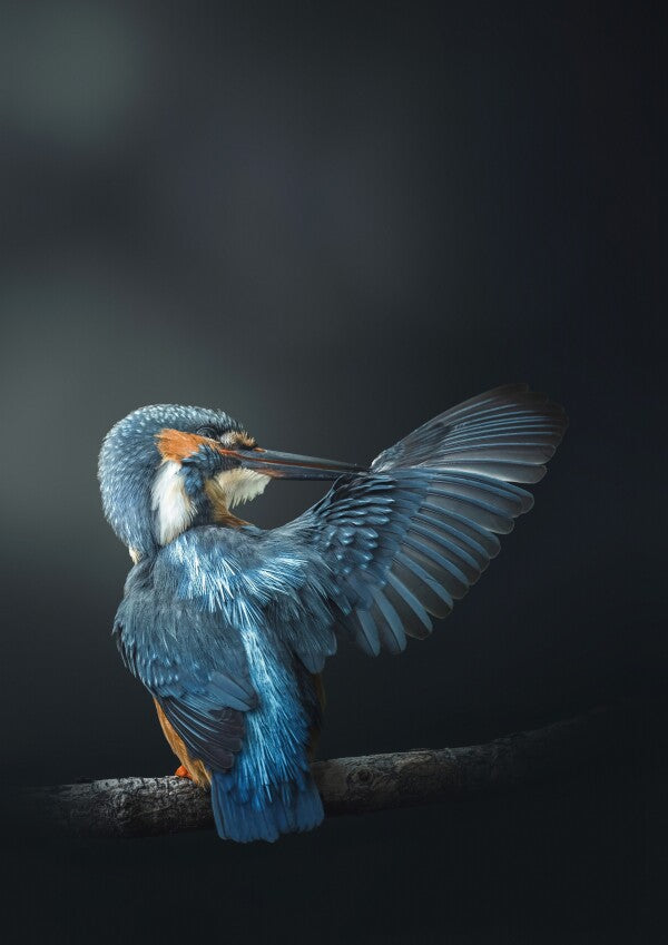 Print "Wings of Blue"