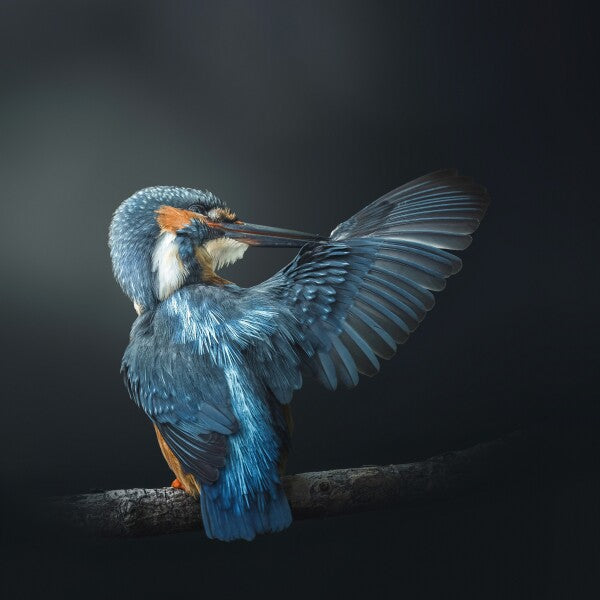 Print "Wings of Blue"