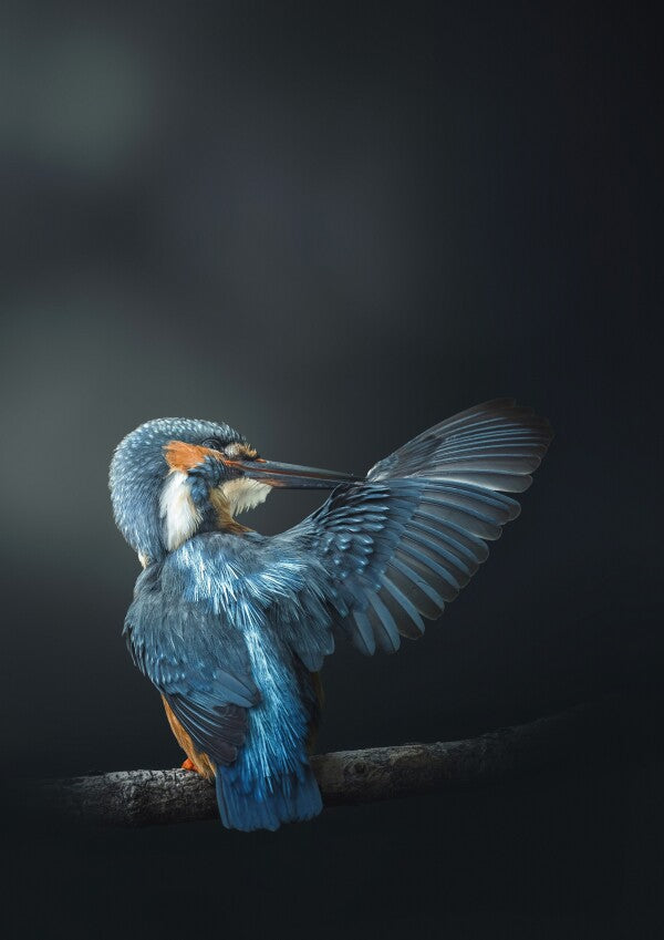 Print "Wings of Blue"