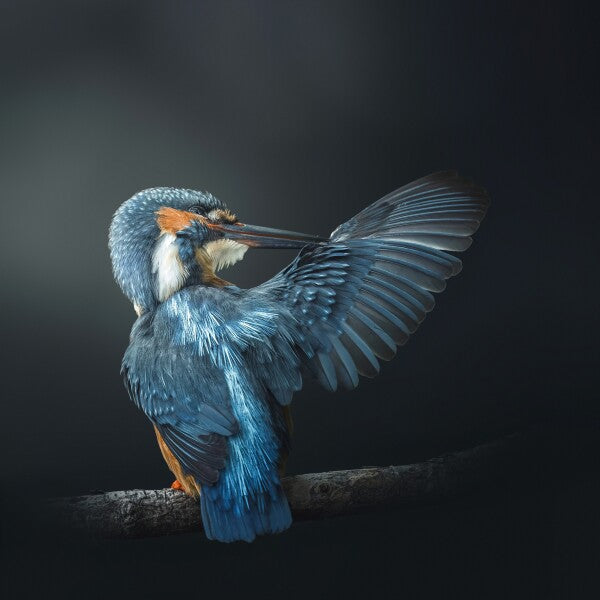 Print "Wings of Blue"