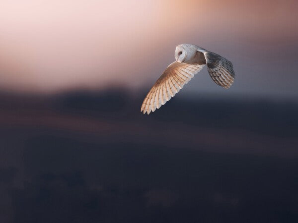 Print "Dusk"