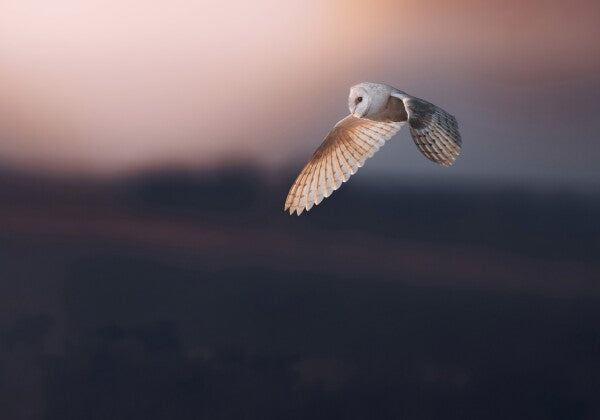 Print "Dusk"