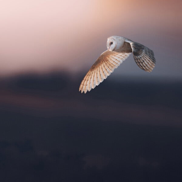 Print "Dusk"