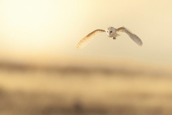 Print "Golden Flight"