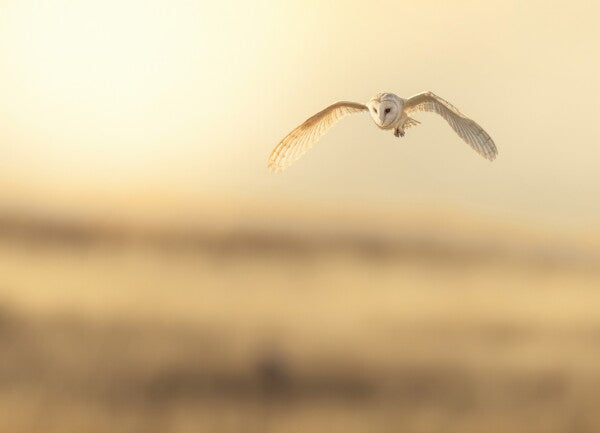 Print "Golden Flight"