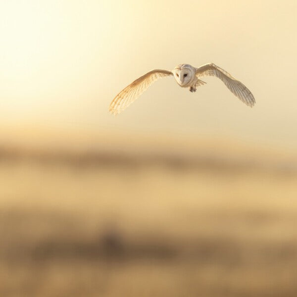 Print "Golden Flight"