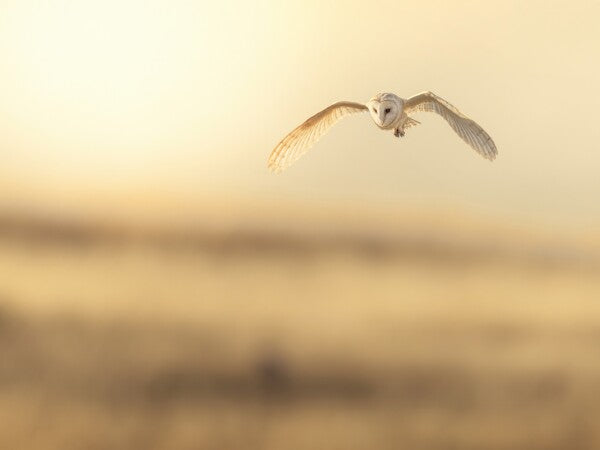 Print "Golden Flight"