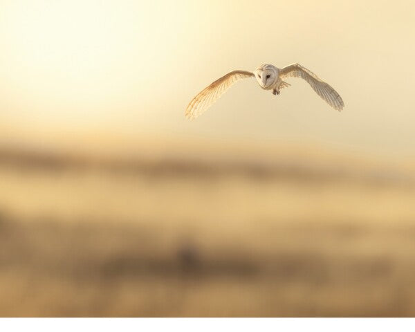 Print "Golden Flight"