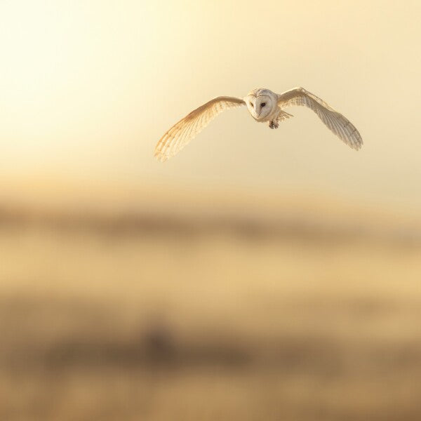 Print "Golden Flight"
