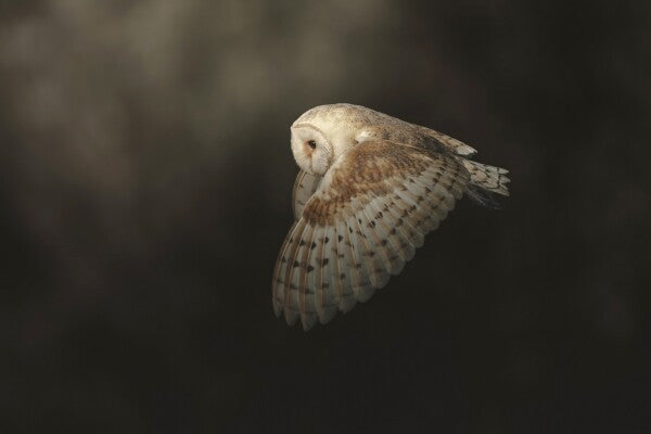 Print "Silent Flight"